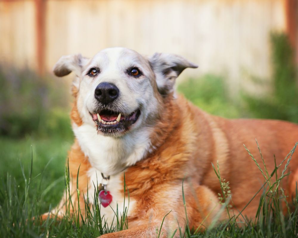 a dog lying in the grass