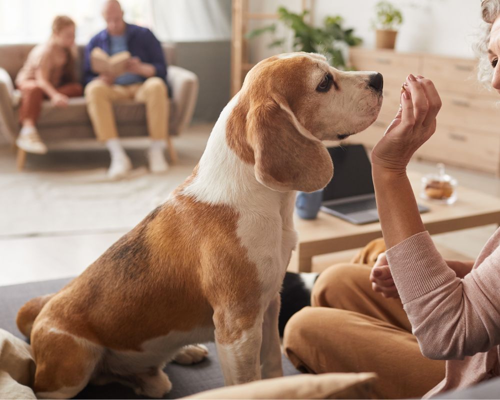 dog playing with its owner