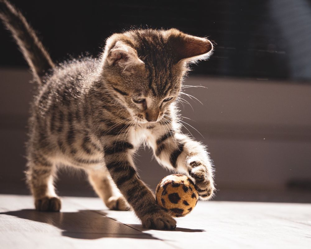 a cat playing with a ball
