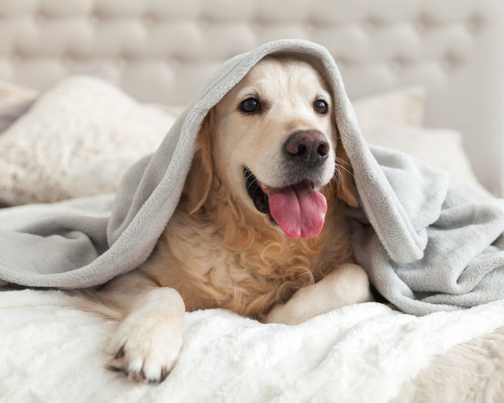 dog sitting on the bed