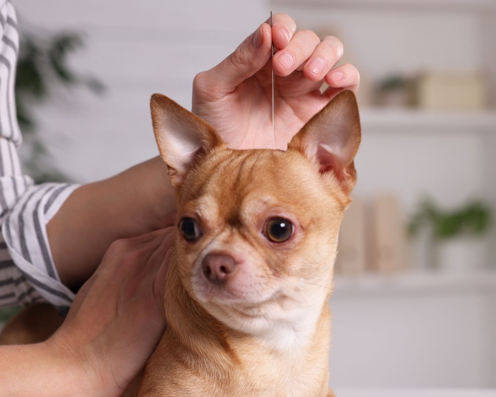dog getting acupuncture