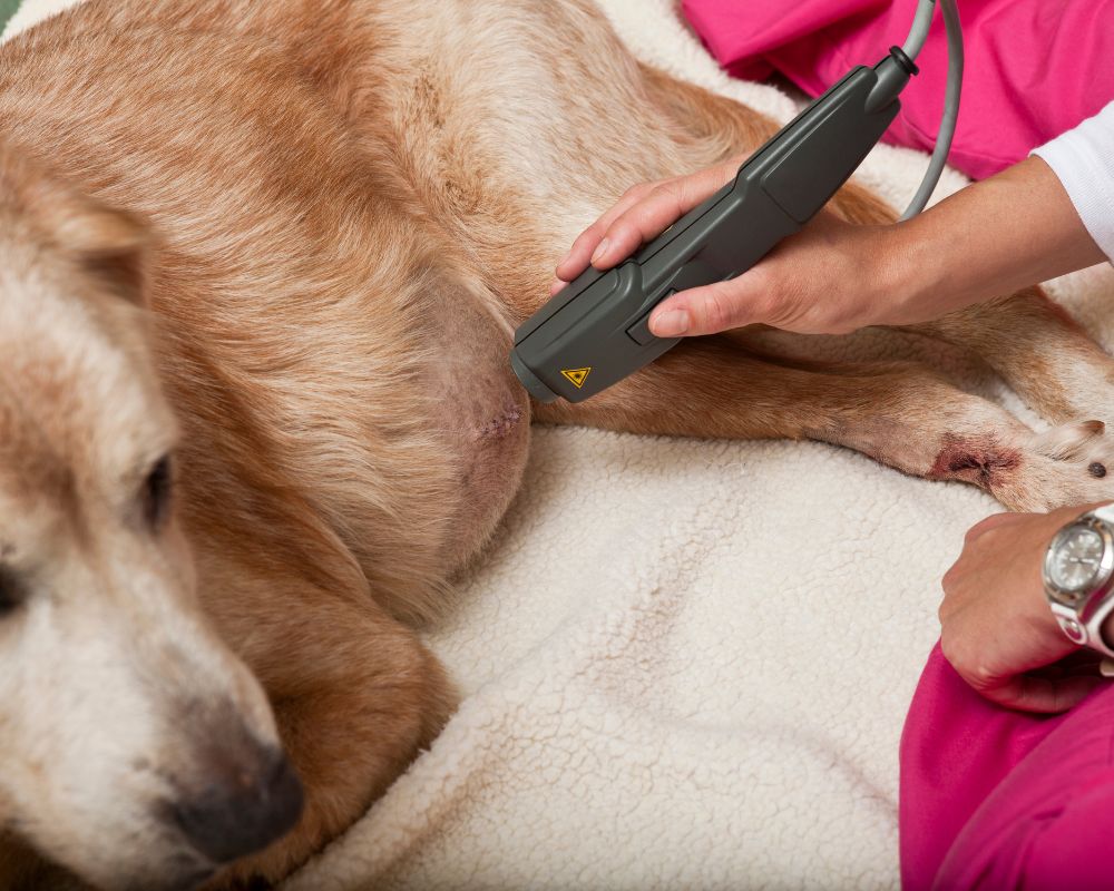 dog getting laser therapy