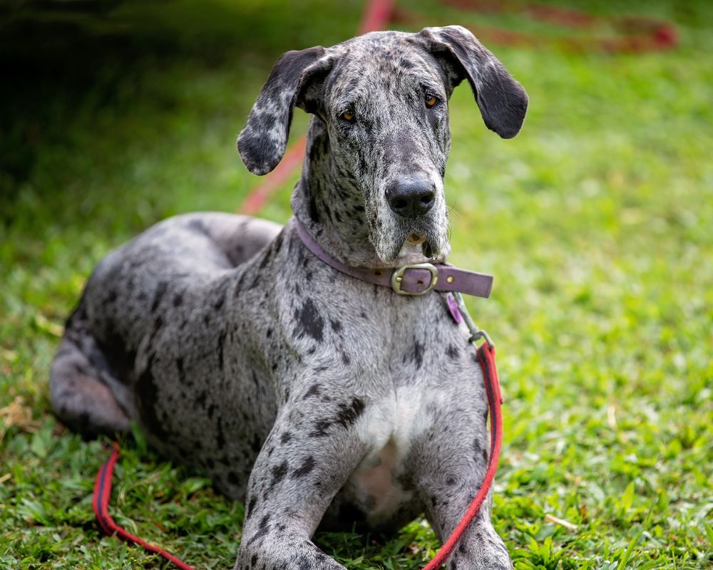 great dane laying outside
