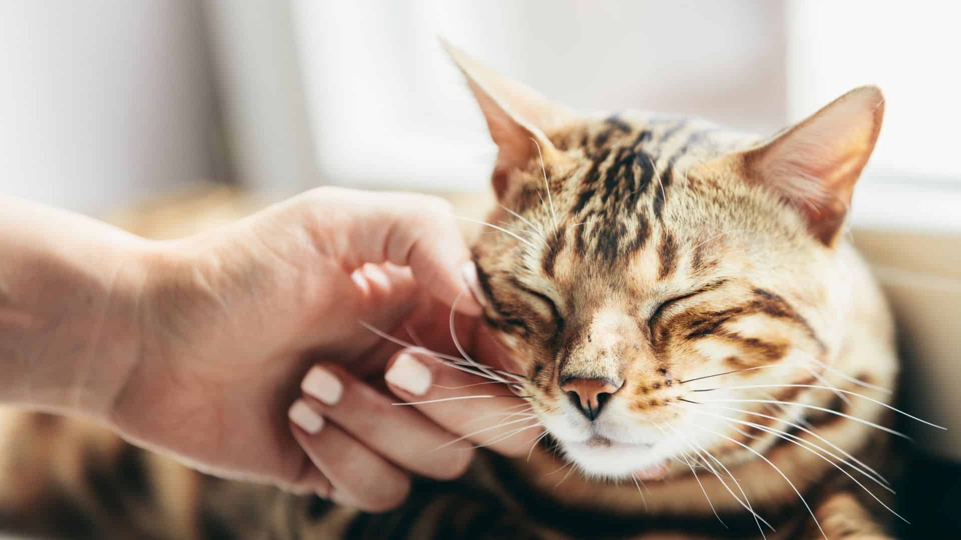 naughty young golden dog playing with toilet papers